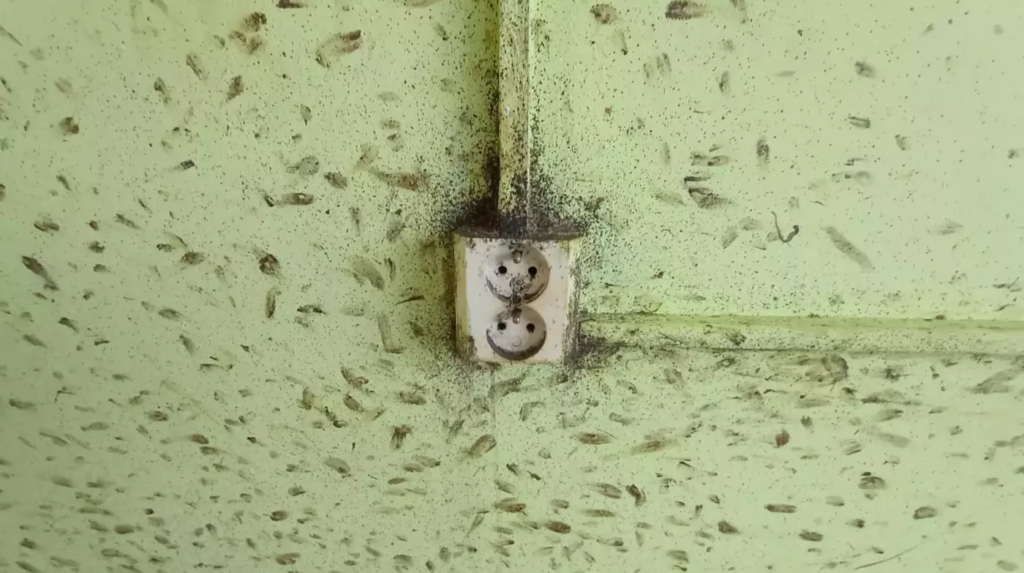 Hubení štěnic Praha